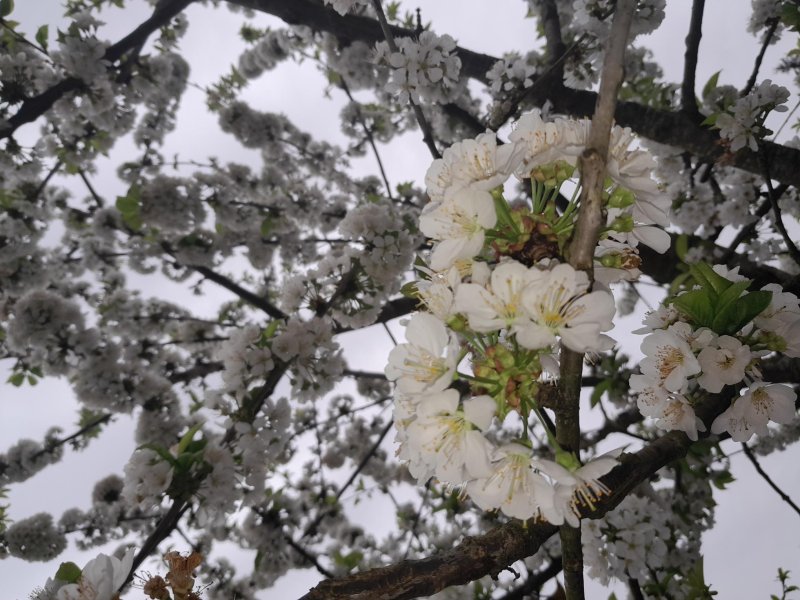 Sans pollinisation  pas de fruits. MARIE-PIERRE TESSIER